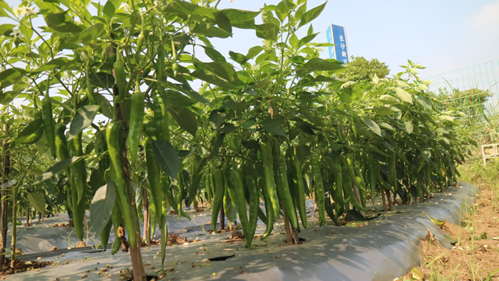 2019年長(zhǎng)沙新萬農(nóng)種業(yè)有限公司新品種觀摩邀請(qǐng)函